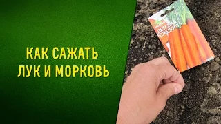 Совместные посадки. Морковь+лук= отличный урожай!