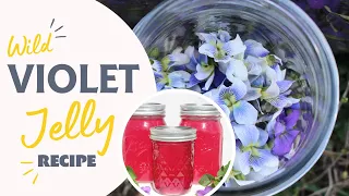 How To Make Wild Violet Jelly Recipe