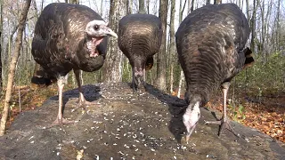 Turkeys and Squirrels of the Forest - November 22, 2021