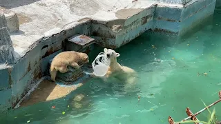 【天王寺動物園】わんぱくホウちゃん