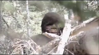 5 VIDÉOS DE BIGFOOT EFFRAYANTES ET INEXPLIQUÉES