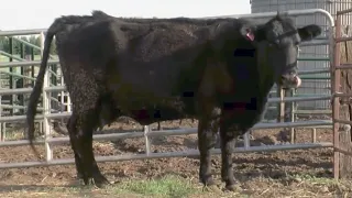 Фермер не ожидал, что его корова родит 4 телят. Это очень редкий случай!