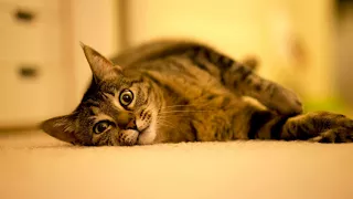 Чем можно заменить наполнитель для кошачьего туалета в домашних условиях?