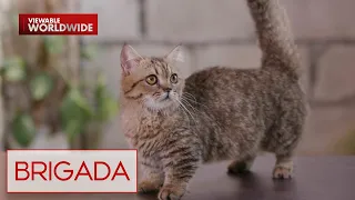 Iba't ibang cat breeds, alamin! | Brigada