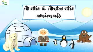 Exploring the Arctic & Antarctic Animals for Kids - in English - For Kids Preschool Channel