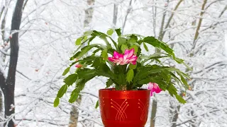 Зимние болезни комнатных растений. На заметку цветоводу!