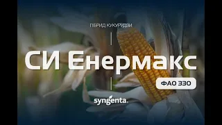 Гібрид кукурудзи 🌽 СИ Енермакс ФАО 330