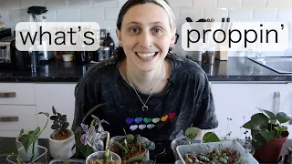 WHAT'S PROPPIN' | what I'm propagating right now!