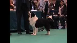 Crufts 2013. Our black & white Border Collie, Milo at Crufts