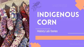 What is Indigenous Corn?