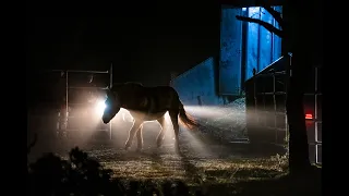 Arrival of 16 Przewalski’s horses in the Iberian Highlands rewilding landscape | November 2023