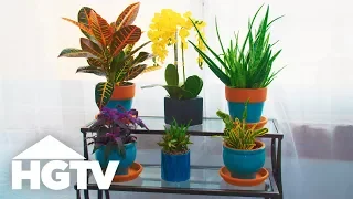 Way to Grow: How to Keep Your Houseplants Alive | HGTV