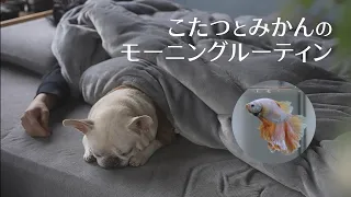 sub)[Vlog] French bulldog Kotatsu and Betta Mikan's morning routine [We also went to the dog run]