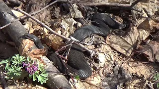 Чёрная гадюка.Встреча в лесу.Black viper.