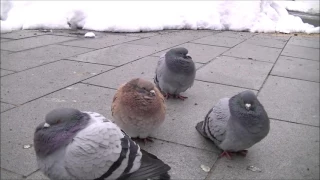 ぷくぷくぽんぽん　可愛い鳩ぽっぽ　cutest pigeons ever