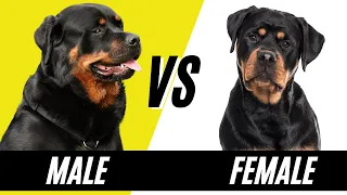 Male Rottweiler vs Female Rottweiler - Compare and Contrast Rottweilers