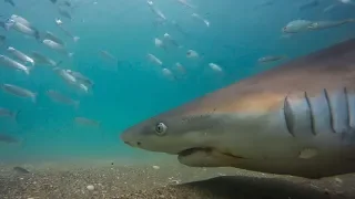 Sharks and Pelicans Feast on Millions of Fish | Seven Worlds, One Planet | BBC Earth