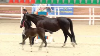 Внук Тотиласа представлен в рамках Шоу молодых лошадей в Maxima Stables