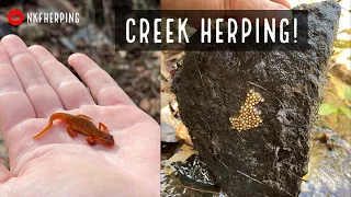 Finding Salamanders and Salamander Eggs Under Rocks in a Creek! Winter Herping in Georgia