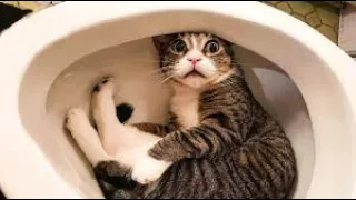 cats funny videos from Niki cat channel 😂🤣😃😄😅🤣😂😁😀🤣😀🤣😆🤣😆🤣😄😀😄😀😄😁😄