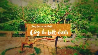 Chuyện lạ có thật: Cây ổi biết cười