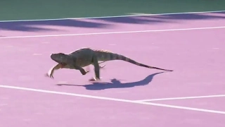 Iguana Storms the Court - You have to see an iguana running loose on a tennis court