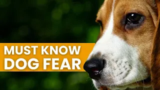 Understanding Your Dog's Fear (MUST KNOW)