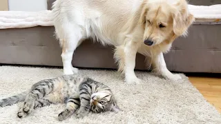 Golden Retriever Regretted Waking Up a Sleeping Kitten [Try Not To Laugh]