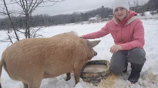 Feeding the Pigs during a "false spring"