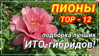 ТОП-12 ИТО-пионов / Сад Ворошиловой