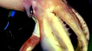 Giant Squid - Swimming With Monsters