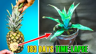 Pineapple Growing Time Lapse Part 1 - Seed to Crown (183 Days)