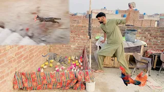 Bili Ny Choza Kha Lea 😭🐥 Cat Attack On Chicks | Colourful Chicks Care | Cat Attack On Pigeon