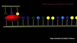 PCR Animation MNGilmore