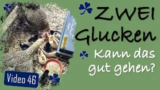 🐔🐥🐤🐔 Die Geschichte unserer 2 #Glucken mit ihren #Küken 🐣 #Hühner 46 #Naturbrut #Hühner #Bruteier