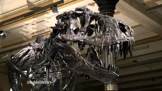 Sehenswert! // T-rex im Berliner Naturkundemuseum (Teil 2)