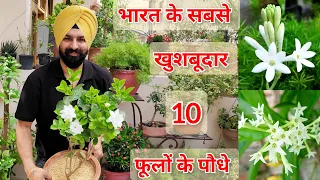 Top 10 Fragrant/Aromatic/Scented   permanent flower plants India, भरत के 10 खुसबूदार फूलों वाले पौधे