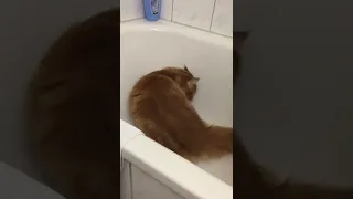 Rocky na banheira - como gato usa uma banheira