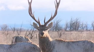 Заповедники Казахстана. Хангулы