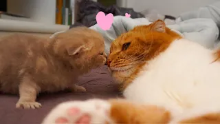 Daddy Cat & Cute Kitten [SURI&NOEL]