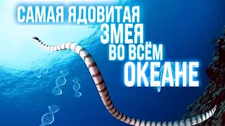 САМАЯ ЯДОВИТАЯ ЗМЕЯ ВО ВСЁМ ОКЕАНЕ | БЕЛЧЕРА [БЭСТ ФАКТ]