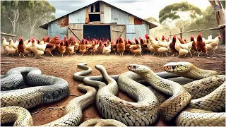 How do farm owners handle snakes that attack livestock day and night?
