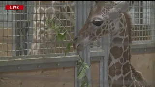 Blank Park Zoo's New Baby Giraffe Makes Public Debut