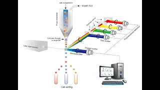 Flow cytometry introduction and sample preparation