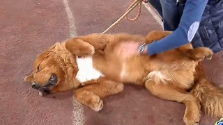 藏獒 Tibetan Mastiff 10 months. Тибетский мастиф 10 мес.Одесса.