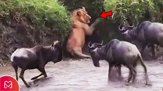 THIS IS WHY LIONS ARE AFRAID OF THESE ANIMALS