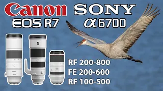 Canon 200-800 & 100-500 Sony 200-600 On APSC R7 & a6700 Camera Bodies for Birds in Flight!