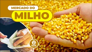 Mercado do MILHO 30-03-2022