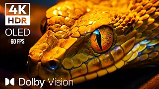 EXTREME FOCUS  DOLBY VISION 4K HDR  60 FPS  |  with Cinematic Sound (Animal Colorful Life)