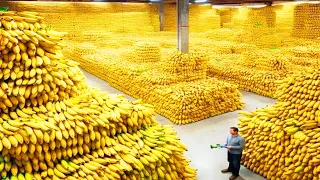 شاهد كيفية زراعة وحصاد الموز إلى التعبئة والتغليف مع كل مشتقاته في منتهى الروعة!!